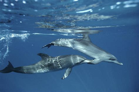 Atlantic Spotted Dolphin Pair Bahamas Photograph By Flip Nicklin Pixels