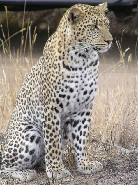 African Leopard Wildlife In Zimbabwe