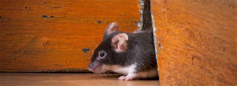 Why And How Mice Get In Your House Ehrlich Pest Control