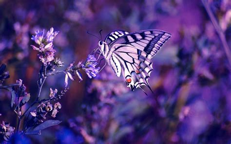 Purple Butterflies Wallpapers Wallpaper Cave