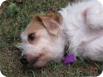 27.10.2016 · jack russell terrier schnauzer mix information image and description the captivating digital photography below, is part of jack russell terrier: Maggs~Adopted | Adopted Dog | Troy, OH | Jack Russell ...