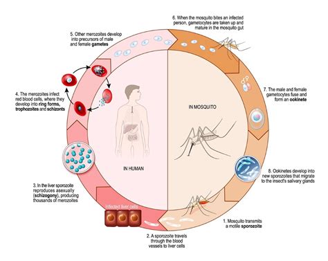 The Malaria Parasite Life Cycle