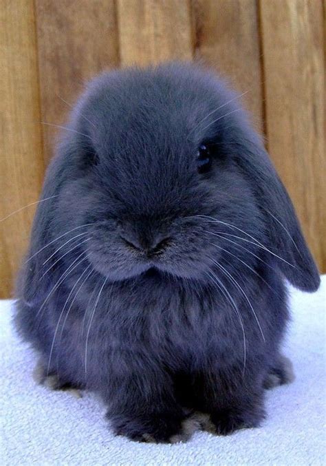 Holland Lop Rabbit Breed Information A Guide To The Holland Lop Bunny