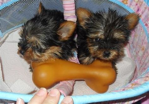 See our puppies for adoption. Pets - Mason City, IA - Free Classified Ads