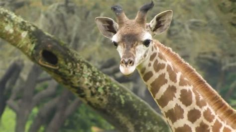 Jabari The Giraffe Born At Disneys Animal Kingdom In January Has