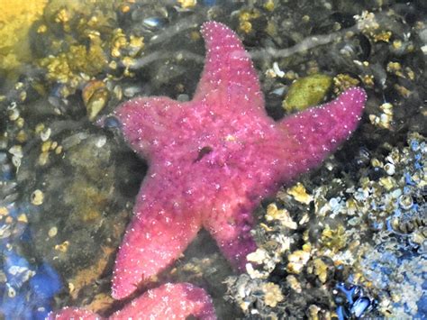 Short Spined Sea Star Project Noah