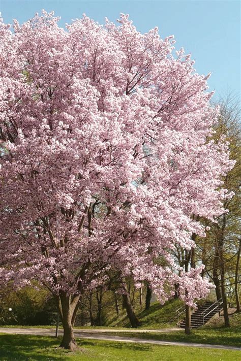 Autumnalis Flowering Cherry Tree Live Plant Not Ship Etsy