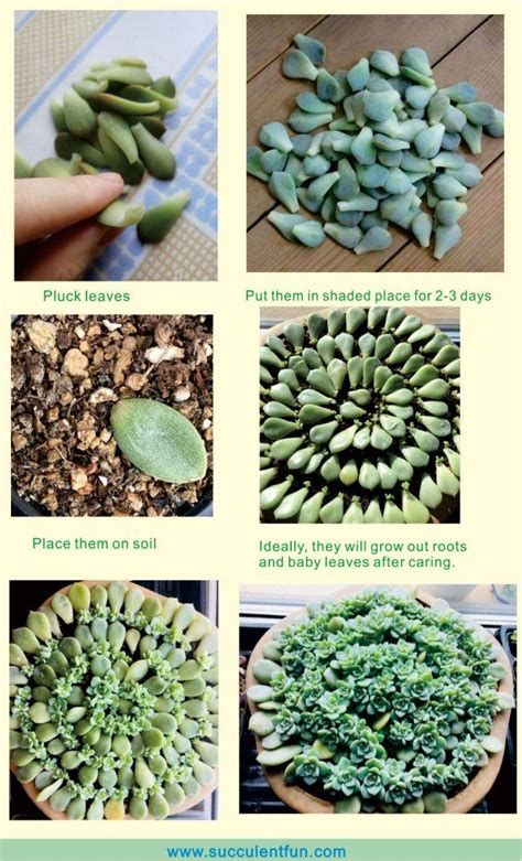 How To Propagate Succulents Step By Step Guide Artofit