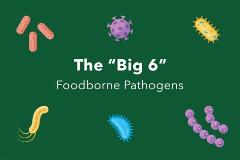 The Big 6 Foodborne Pathogens What To Know FoodSafePal