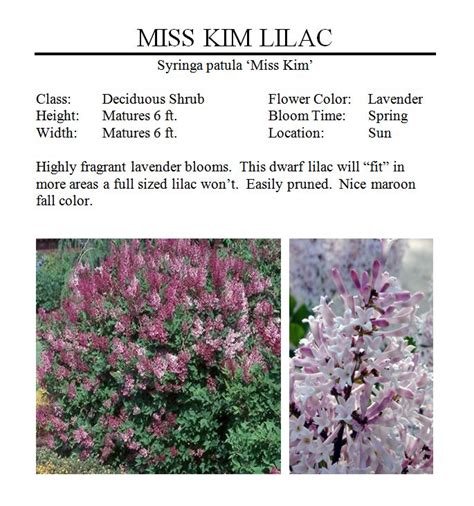 Miss Kim Lilac — The Garden Kingdom