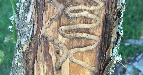 Ash Borer Threatens Knoxville Trees