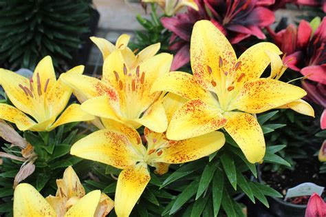 meadow view growers how to grow asiatic lilies