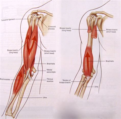 Anatomy Lesson Biceps Beautiful To The Core