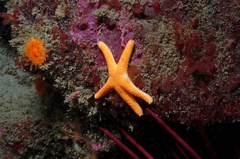 Henricia Leviuscula Pacific Blood Star Reef Life Survey
