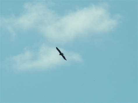 Our Good Omen American Bald Eagle Over Ann Arbor Flickr