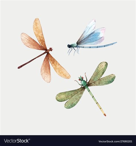 Watercolor Summer Dragonfly Insect Royalty Free Vector Image