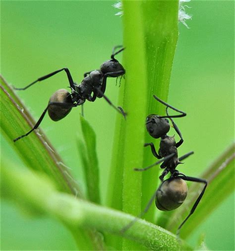 Black Ant Sex Pills Natural Black Ant Powder Buy Black Ant Powder