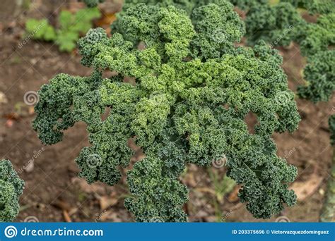 Kale Plants In An Organic Garden Brassica Oleracea Var Sabellica