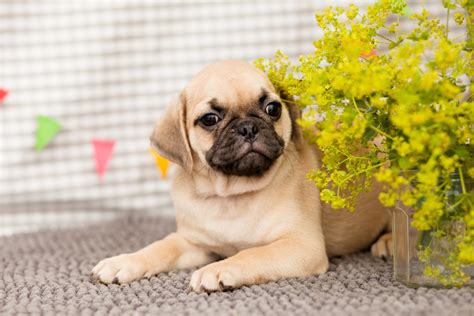 Adorable Puggle Puppies Kellys Kennels
