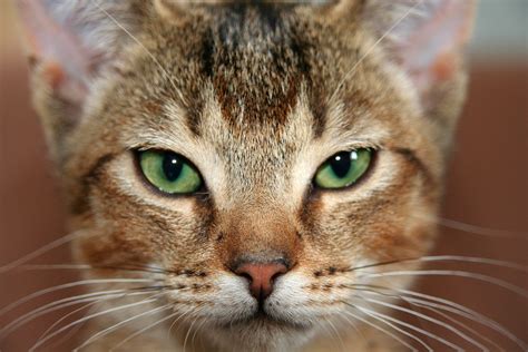 Feral Cats Kill 650 Million Australian Reptiles Every Year Openforum