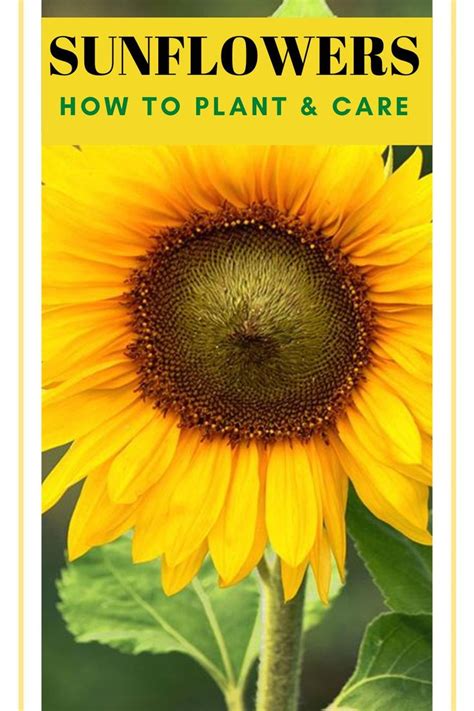 Complete Guide To Sunflowers How To Plant And Care For Sunflowers
