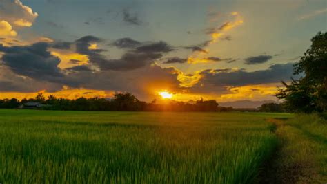 8800 Rice Field Sunset Stock Videos And Royalty Free Footage Istock
