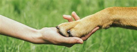 Dog Paw And Human Hand Are Doing Handshake ~ Wateree Animal Hospital