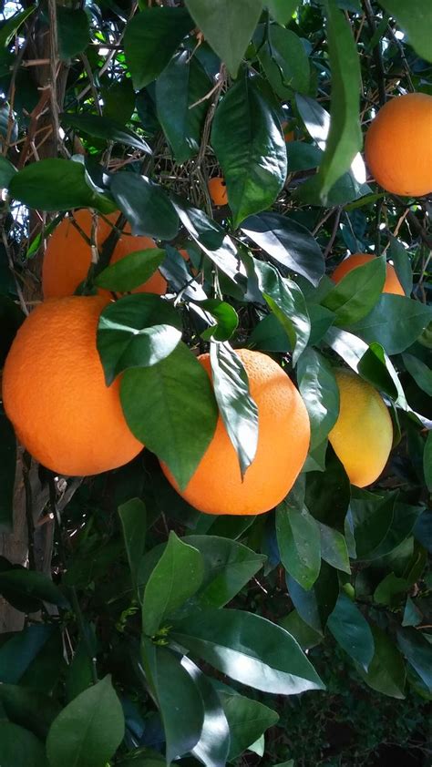 A Clump Of Navel Oranges On The Tree 2 3 19 Navel Oranges Palm