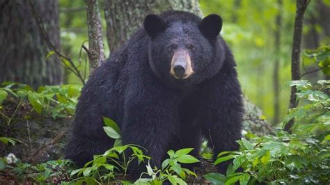 National Black Bear Day Date History Facts About National Black