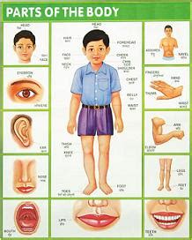 Human body parts diagram human anatomy learning body parts names with sounds and pictures for children credit of this video goes to coderays technologies. MY BODY PARTS RHYME - Leading website for AP and Telangana ...