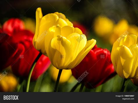 Flowers Flowers Image And Photo Free Trial Bigstock