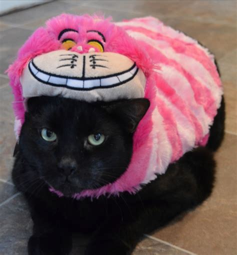 105 Halloween Cat Costumes That Will Make You Smile Cute Cat Costumes