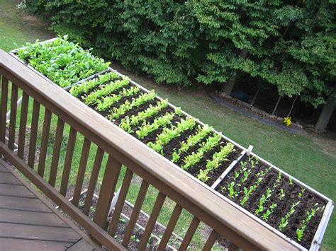 The Basics Of Vegetable Gardening In Containers