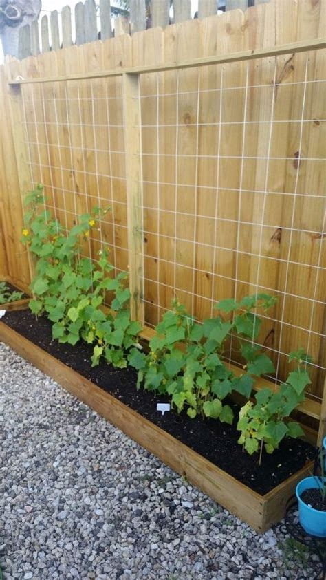 Vining cucumbers are also known to grow straighter and are typically cleaner than those grown on the erect your trellis using bamboo poles or posts and wire mesh or chicken wire. Cucumber Trellis for Under $20 | Hometalk