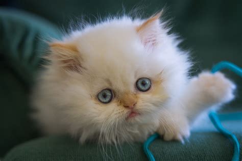 Kitten White Fluffy Blue Eyes Muzzle Eyes Baby Cat Wallpapers