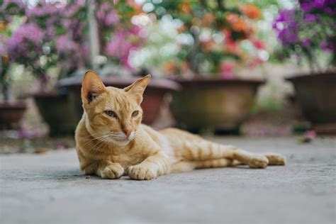 Orange Tabby Cat Lying On Floor · Free Stock Photo