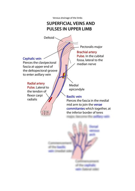 SOLUTION Venous Drainage Of The Limbs Studypool