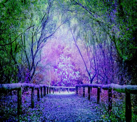 Beautiful Blue Green And Purple Tree Pathway Wallpaper Most