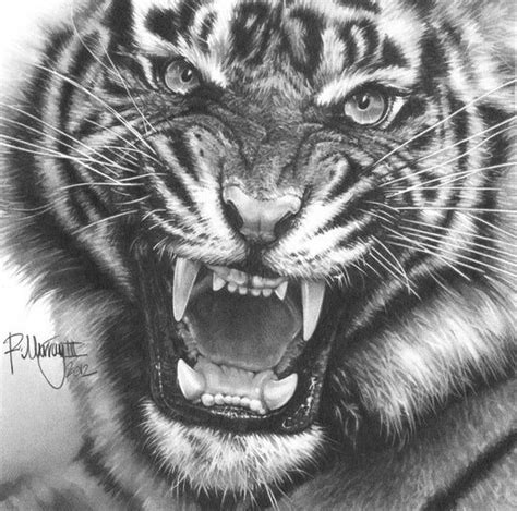 Tiger Pencil Peinture Tigre Croquis Animaux Dessin Tigre