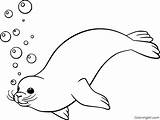 Seal Swims Coloringall Otarie Printable Fourrure Bargain Getdrawings sketch template