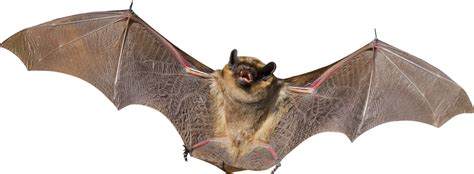 Bat PNG Transparent Images, Pictures, Photos | PNG Arts png image