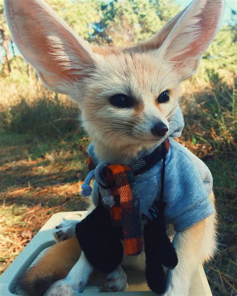 Please Follow Fennec With Shirt Littlefox Babyfox Kit Kitten