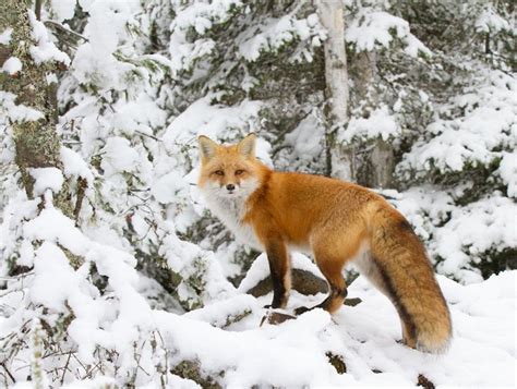Red Fox In Snow 2 Null Самые милые животные Милые животные Животные