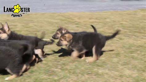 I want to get more german shepherd puppies! German Shepherd Puppies - YouTube