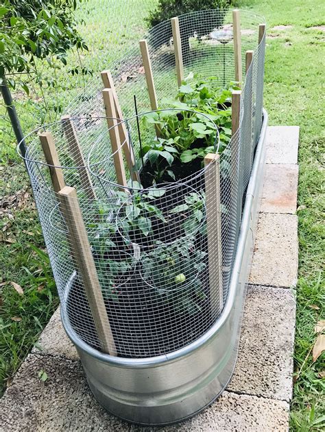 Galvanized Tub Garden Vegetable Garden Raised Beds Garden Yard Ideas Garden Wire Fencing