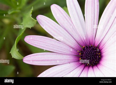 Purple And White Daisy Hi Res Stock Photography And Images Alamy