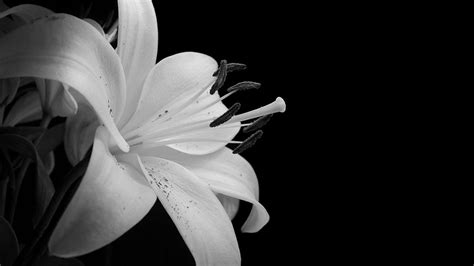 Black And White Flowers 7726 2560x1440px