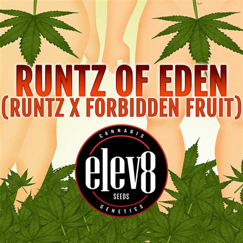 Forbidden Runtz Elev Seeds Forbidden Fruit X Runtz