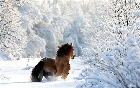 Nature Winter Snow Photography Horses 1680x1050 Wallpaper