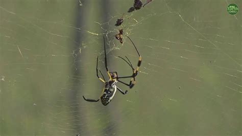 A Golden Orb Web Spider Catches Its Prey Youtube
